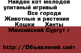 Найден кот,молодой упитаный игривый 12.03.2017 - Все города Животные и растения » Кошки   . Ханты-Мансийский,Сургут г.